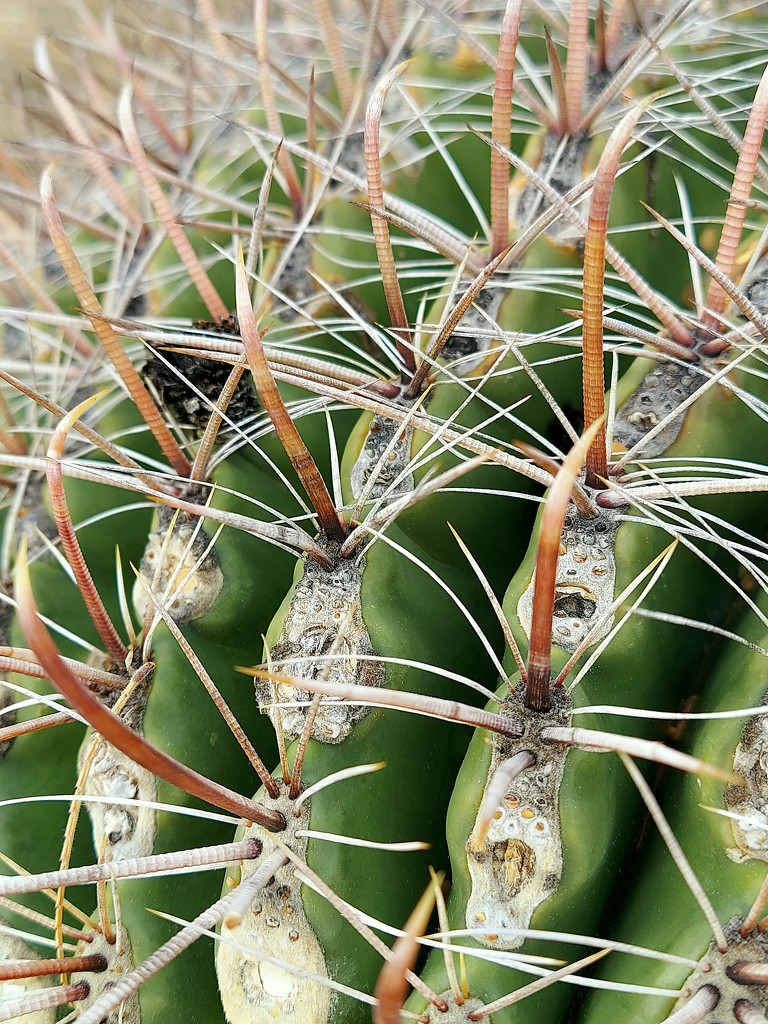 Fish Hook Barrel  Cactus Spines by harbie