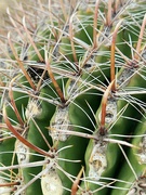 27th Mar 2021 - Fish Hook Barrel  Cactus Spines