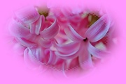 28th Mar 2021 - pink hyacinths