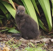 28th Mar 2021 - A Weka Chick NZ native