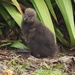A Weka Chick NZ native by Dawn