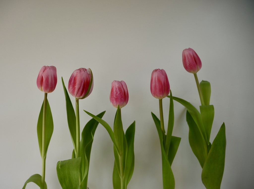 28. Tulips 7 by wakelys