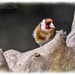 Goldfinch by carolmw