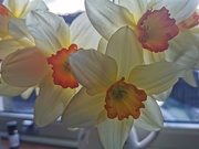 28th Mar 2021 - Spring Daffodils 🌼 