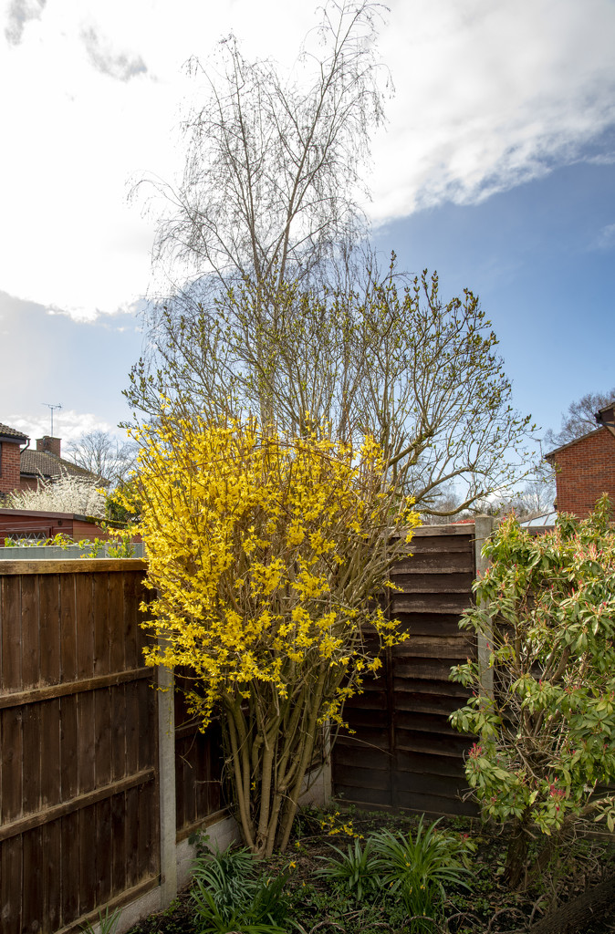 Forsythia  by clivee