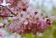 28th Mar 2021 - 🌈 Pink Cherry Blossom