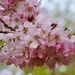 🌈 Pink Cherry Blossom by phil_sandford