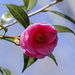 Pink Camellia by k9photo