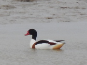 28th Mar 2021 - Another Shelduck