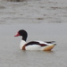 Another Shelduck by moirab