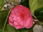 28th Mar 2021 - Camellia