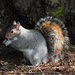 Squirrel by seattlite