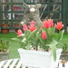 Tulips by arthurclark