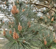 28th Mar 2021 - Pine cones.....