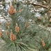 Pine cones..... by cutekitty