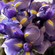 27th Mar 2021 - Irises For Iris