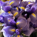Irises For Iris by yogiw
