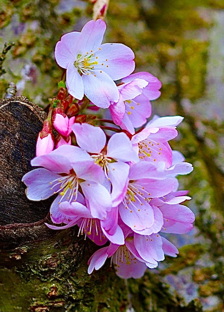 Pink Blossom by carole_sandford