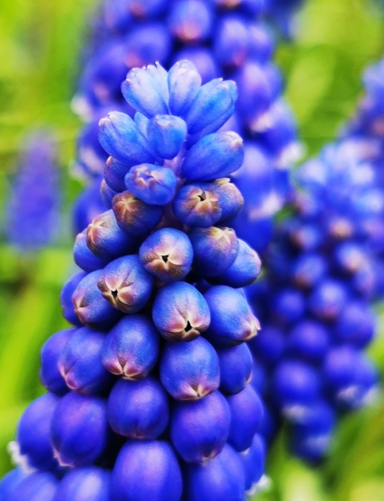 Grape hyacinths by plainjaneandnononsense