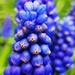 Grape hyacinths by plainjaneandnononsense