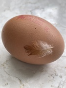 5th Mar 2021 - A little feather came with my egg