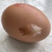 A little feather came with my egg by tinley23