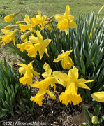 27th Mar 2021 - The First Daffodils