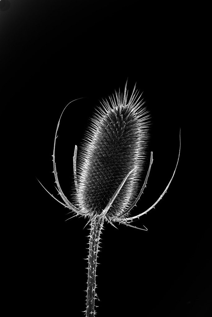 Wild Dry Teasel by pdulis