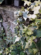 28th Mar 2021 - ivy holding the wall together!