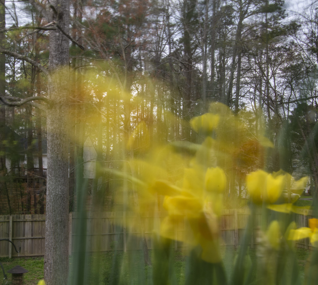 Action Daffs by timerskine