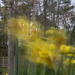 Action Daffs by timerskine