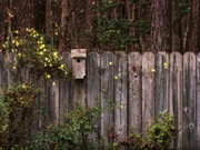 29th Mar 2021 - When the Carolina wild jasmine is in bloom...