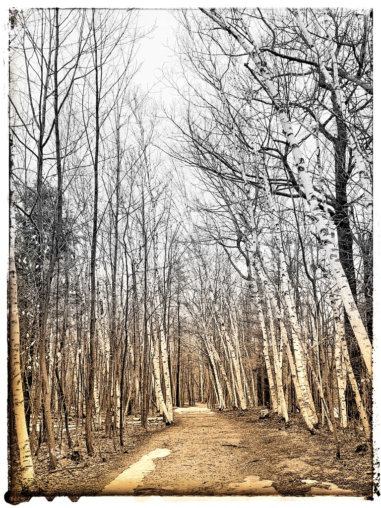 Birch tree path  87/365 by dora