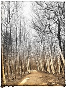 27th Mar 2021 - Birch tree path  87/365