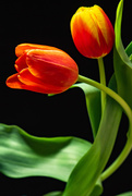28th Mar 2021 - Tulips 88/365