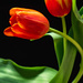 Tulips 88/365 by dora