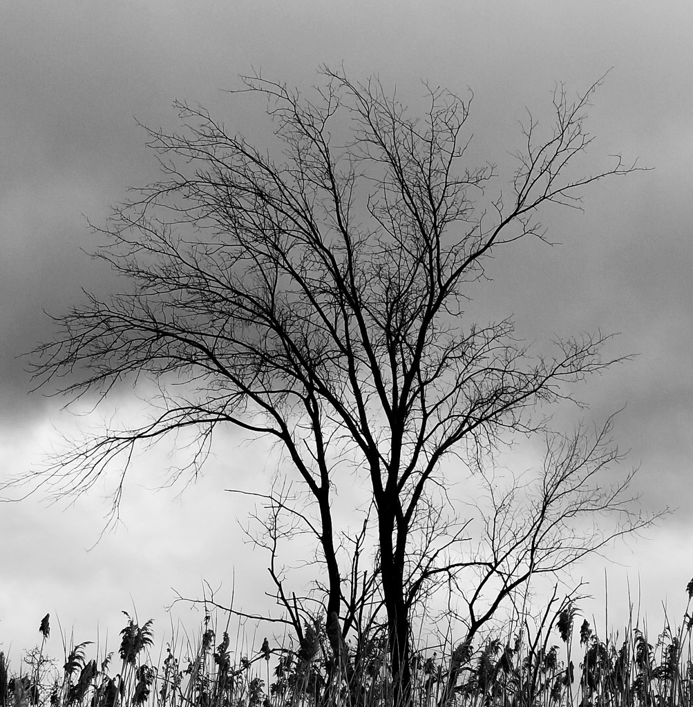 Skeleton tree and storm clouds by ljmanning