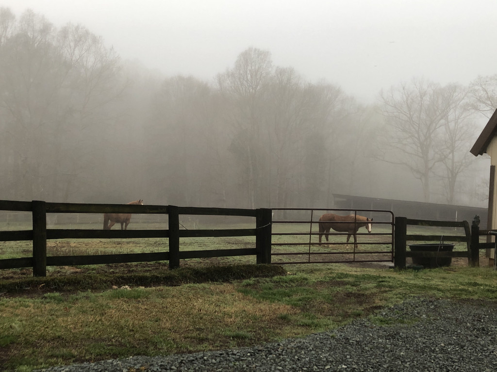 Fog and horses in the morning by homeschoolmom