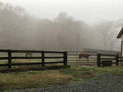 27th Mar 2021 - Fog and horses in the morning