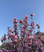 28th Mar 2021 - Tulip Magnolia tree in the sunlight