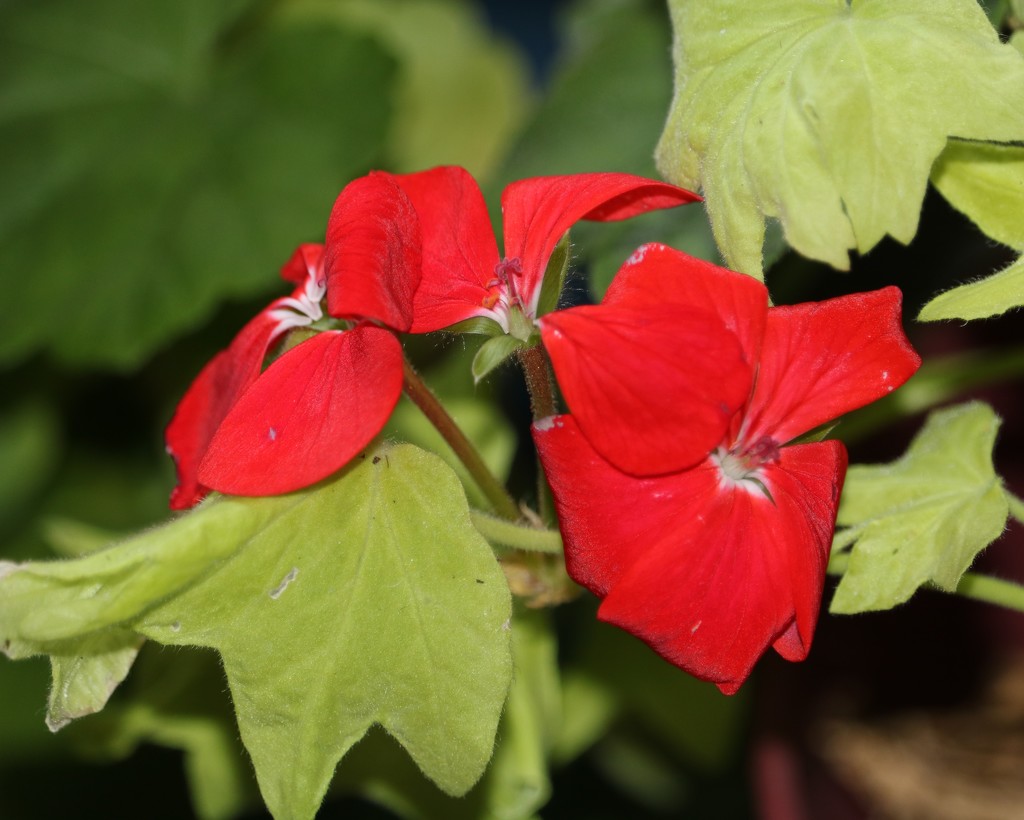 March 22: Red Geranium by daisymiller