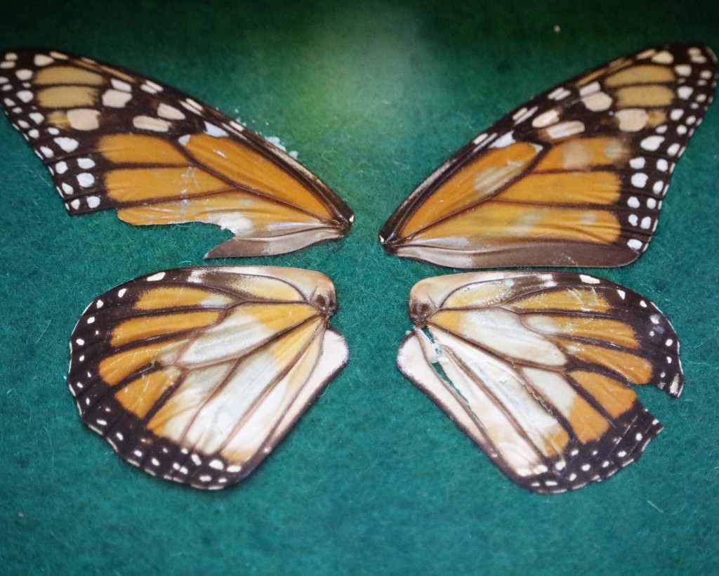 March 23: Orange Butterfly Wings by daisymiller