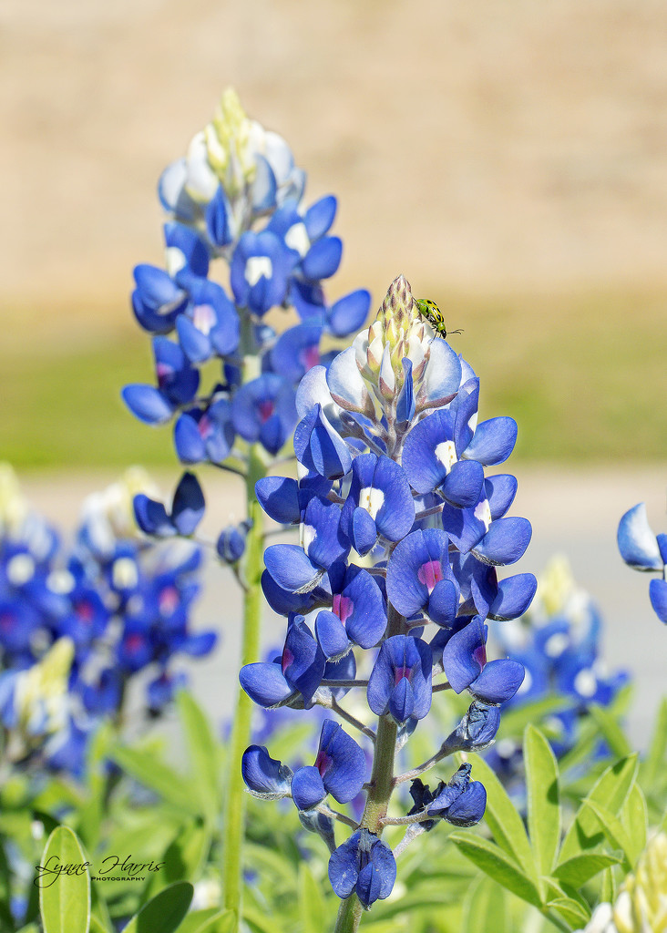 First Signs of Bluebonnets by lynne5477