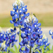 First Signs of Bluebonnets by lynne5477