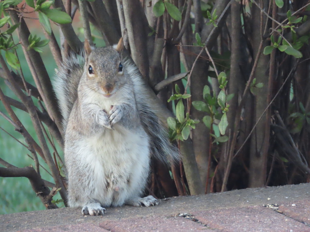 Snack time stare by kimhearn