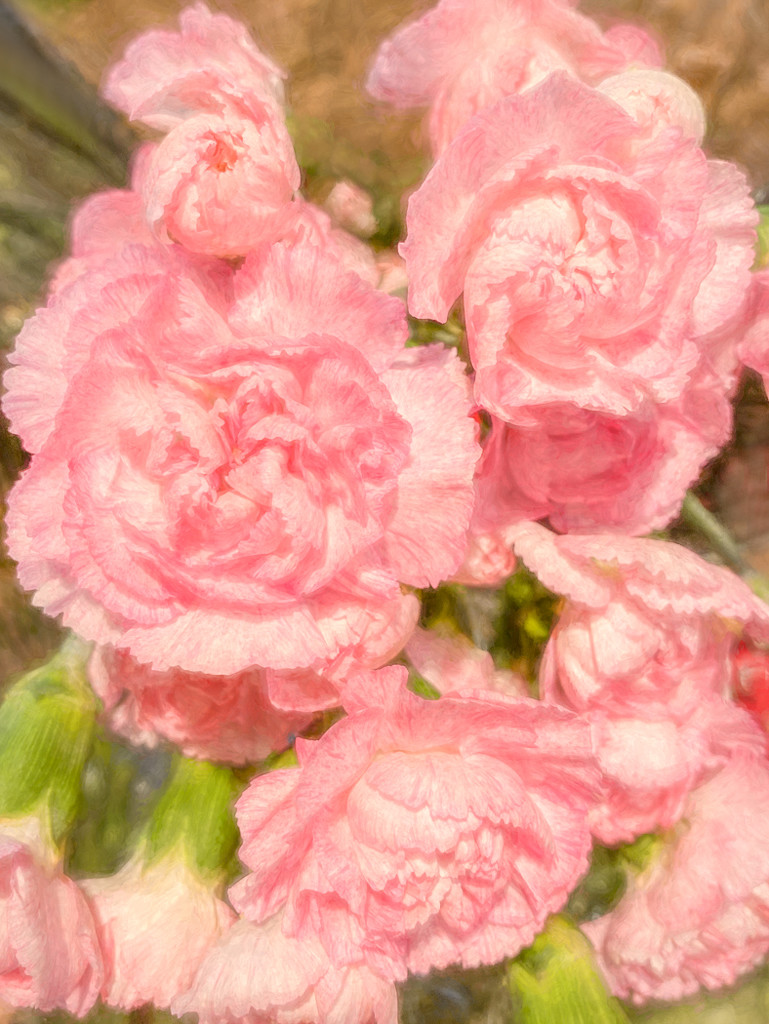  Pink Carnations by sprphotos