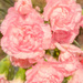  Pink Carnations by sprphotos
