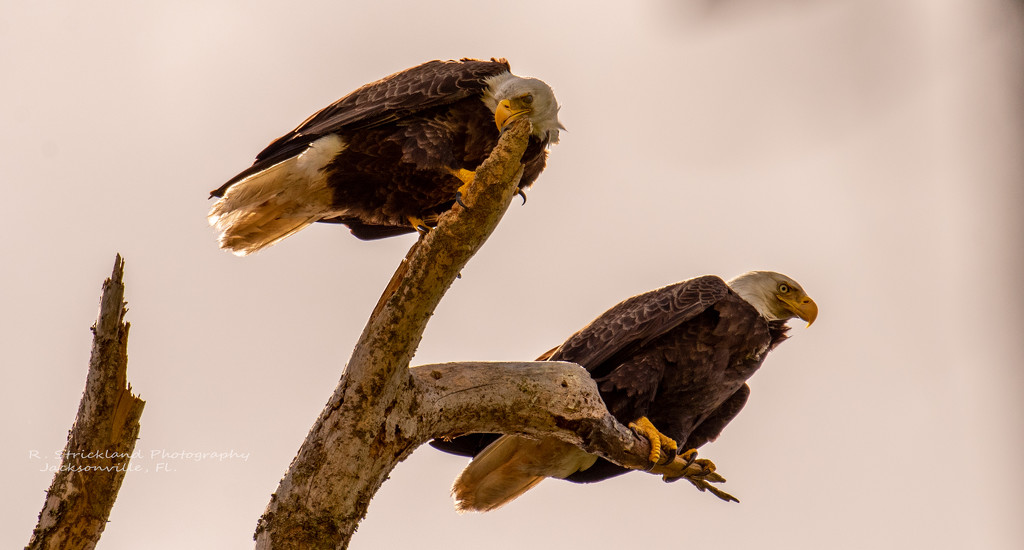 The Bald Eagles Dropped By! by rickster549
