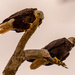 The Bald Eagles Dropped By! by rickster549