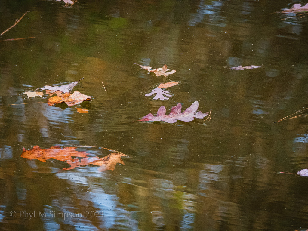 Island’s in the Stream... Leaves on the Lake by elatedpixie